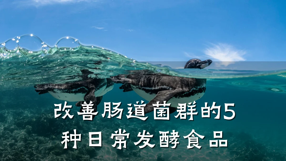 改善肠道菌群的5种日常发酵食品