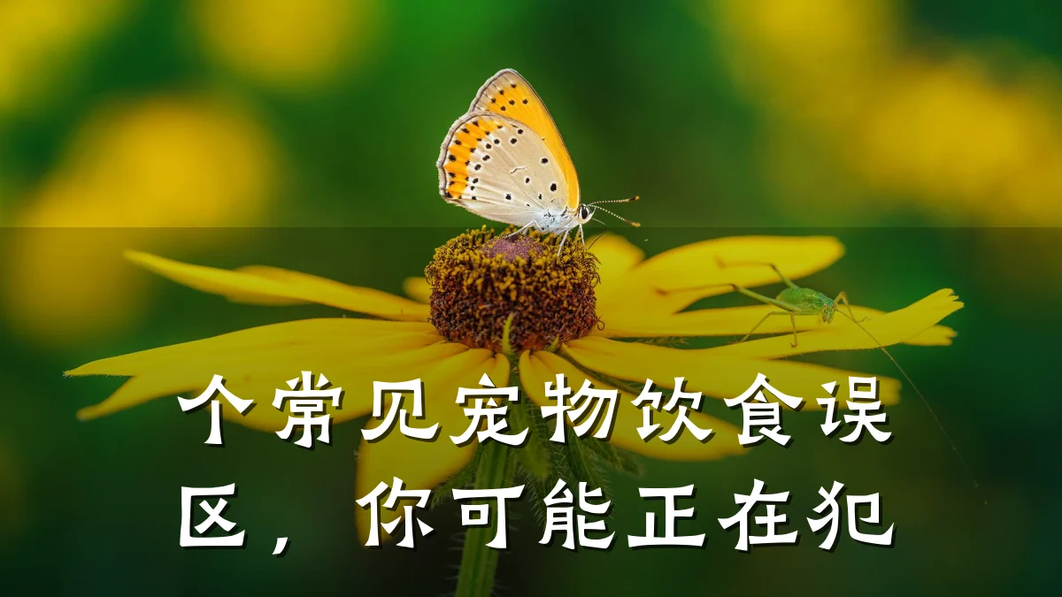 个常见宠物饮食误区,你可能正在犯