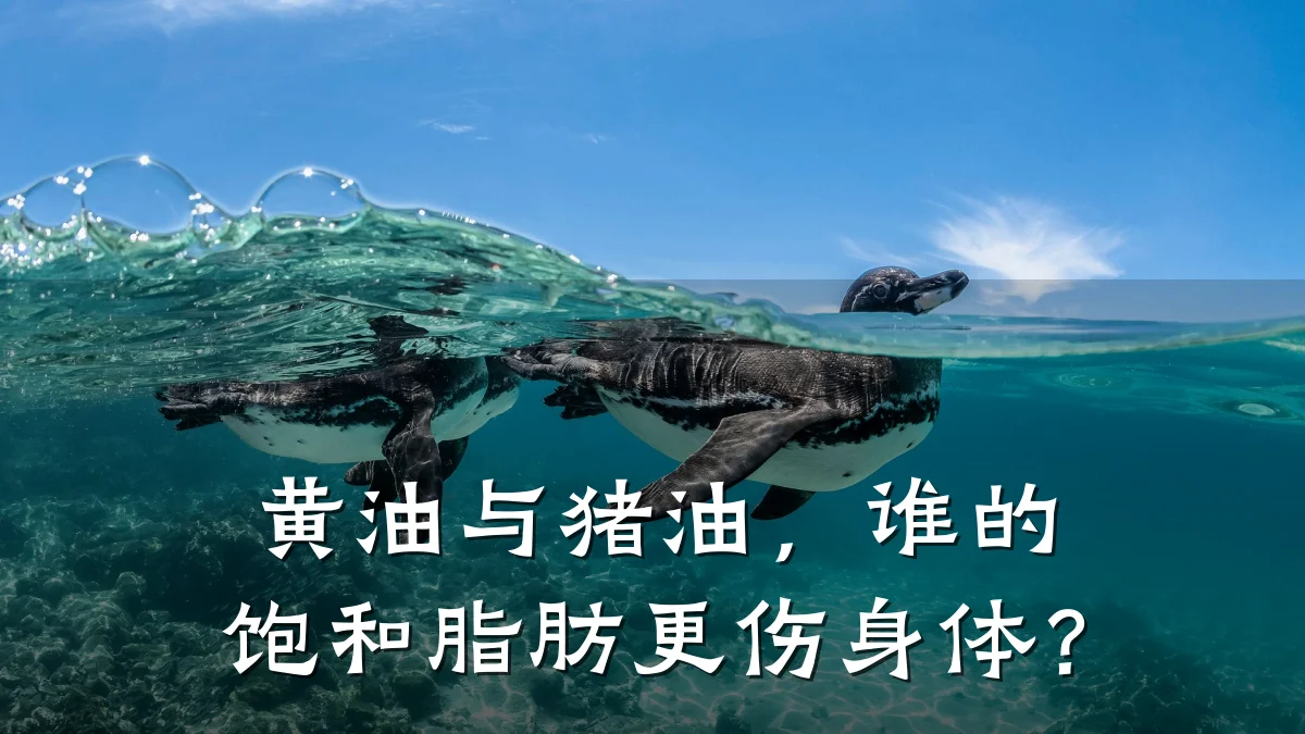 黄油与猪油,谁的饱和脂肪更伤身体?