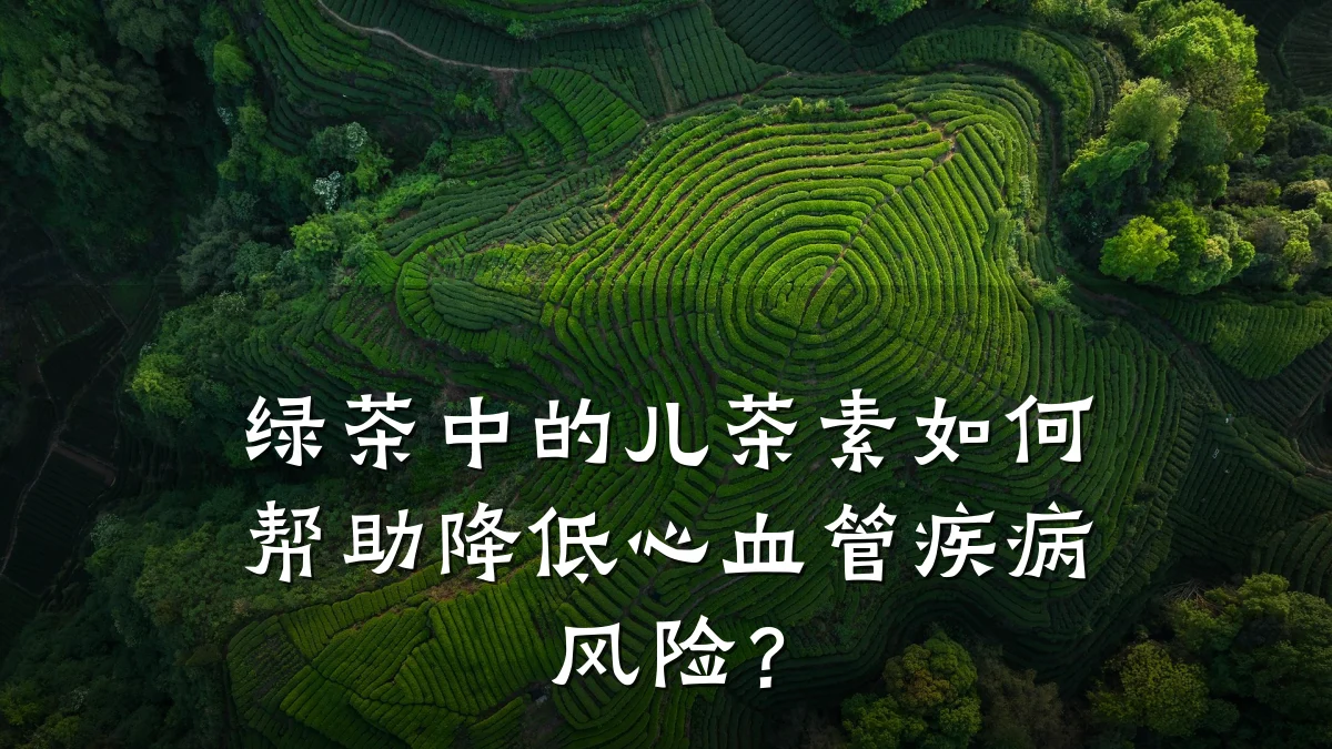 绿茶中的儿茶素如何帮助降低心血管疾病风险?