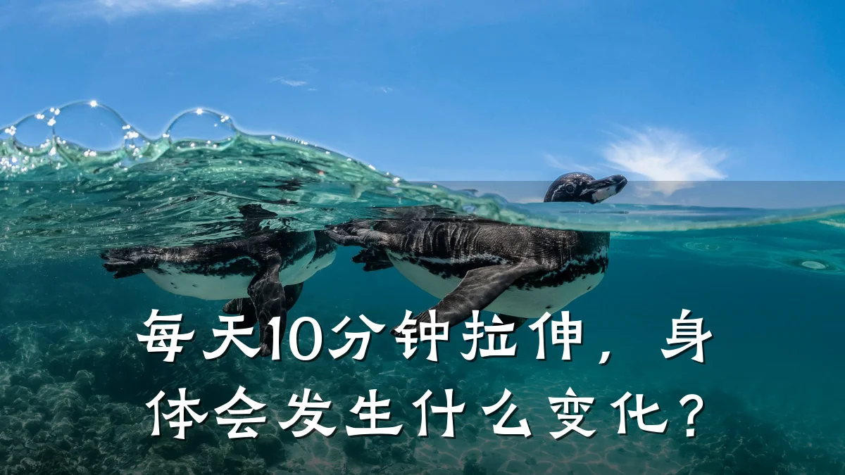 每天10分钟拉伸,身体会发生什么变化?