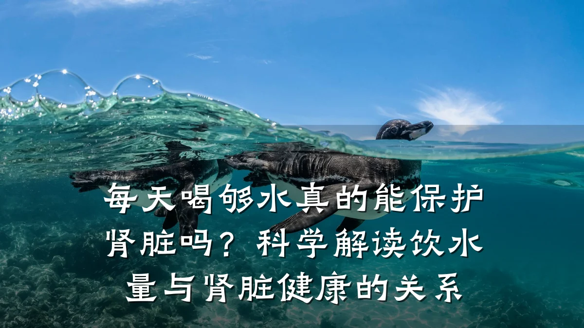 每天喝够水真的能保护肾脏吗?科学解读饮水量与肾脏健康的关系
