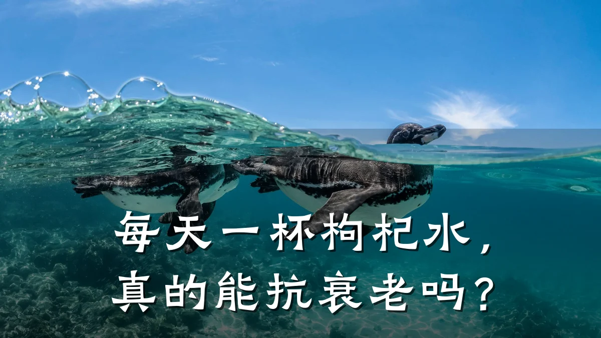 每天一杯枸杞水,真的能抗衰老吗?
