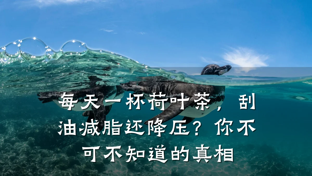每天一杯荷叶茶,刮油减脂还降压?你不可不知道的真相