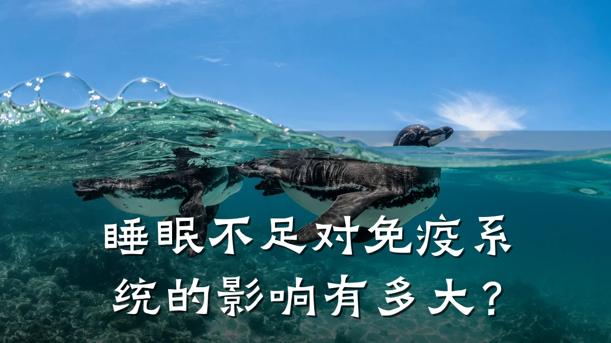 睡眠不足对免疫系统的影响有多大?