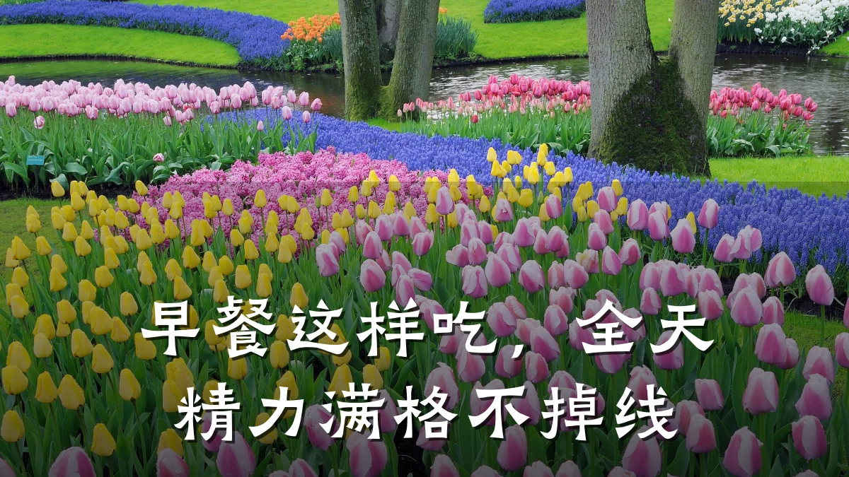早餐这样吃,全天精力满格不掉线