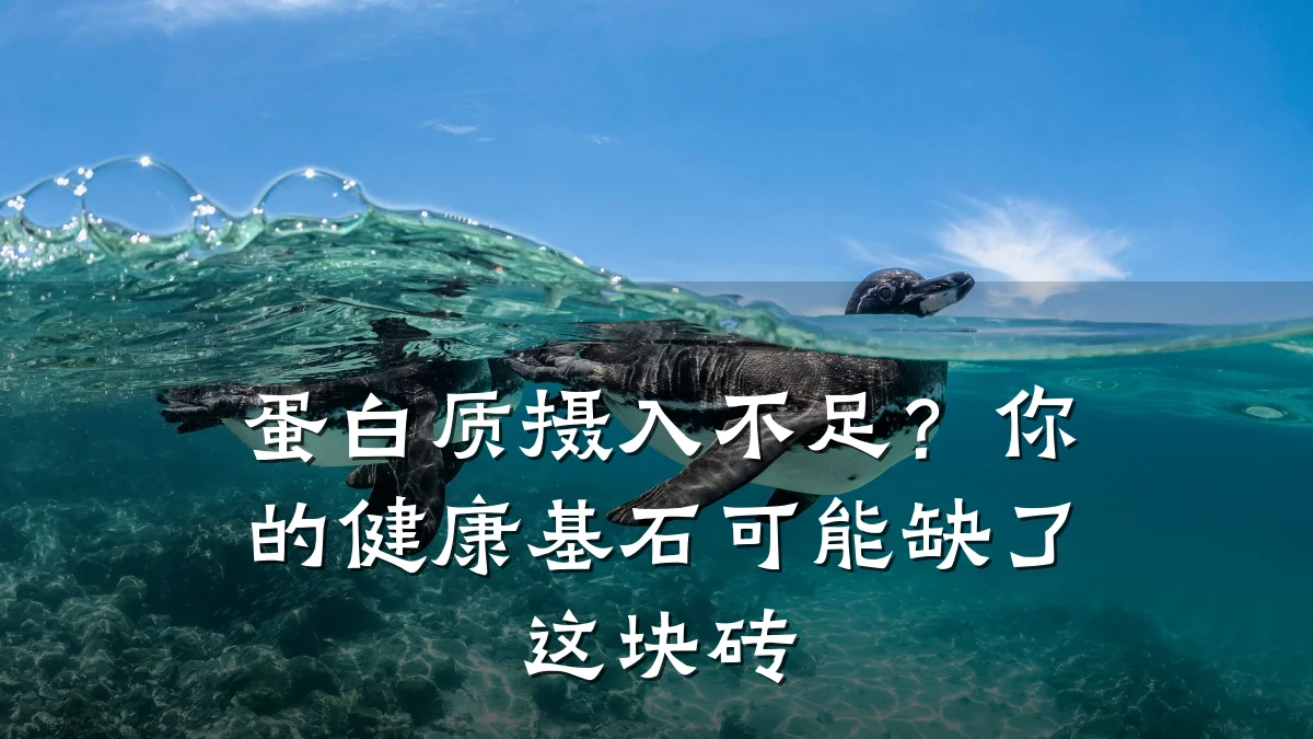 蛋白质摄入不足?你的健康基石可能缺了这块砖