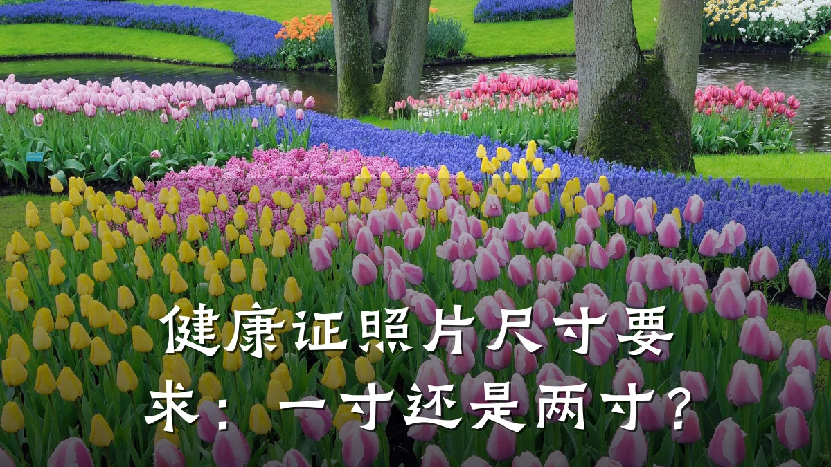 健康证照片尺寸要求:一寸还是两寸?