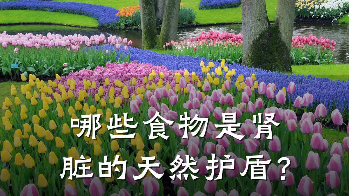 哪些食物是肾脏的天然护盾?
