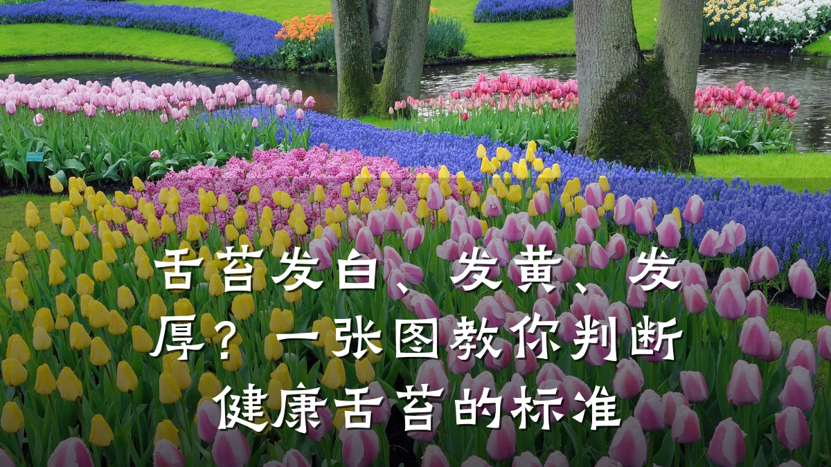舌苔发白、发黄、发厚?一张图教你判断健康舌苔的标准