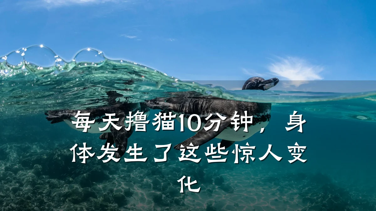 每天撸猫10分钟,身体发生了这些惊人变化
