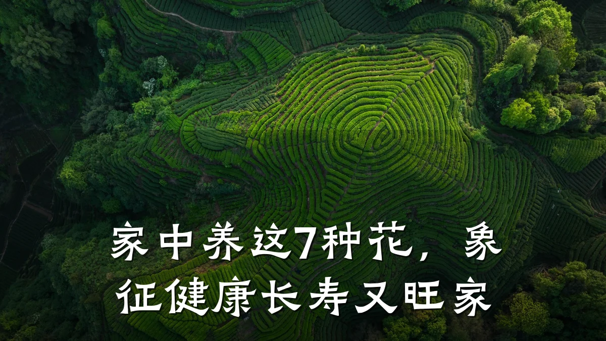 家中养这7种花,象征健康长寿又旺家