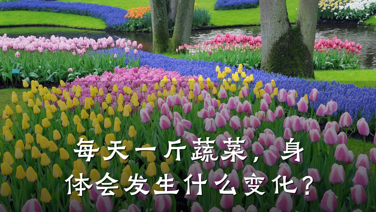每天一斤蔬菜,身体会发生什么变化?
