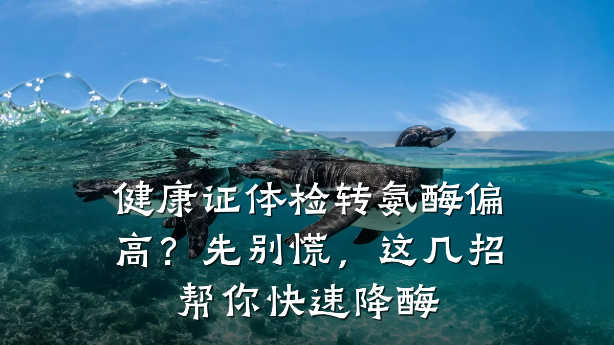 健康证体检转氨酶偏高?先别慌,这几招帮你快速降酶