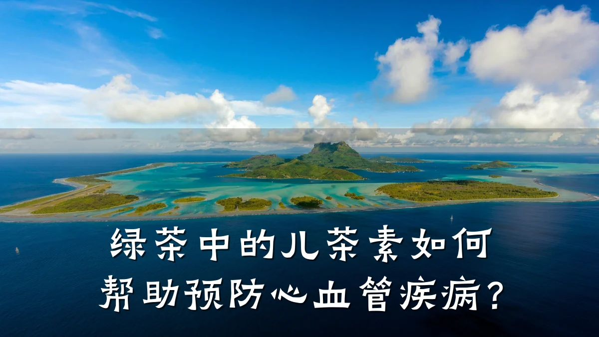 绿茶中的儿茶素如何帮助预防心血管疾病?