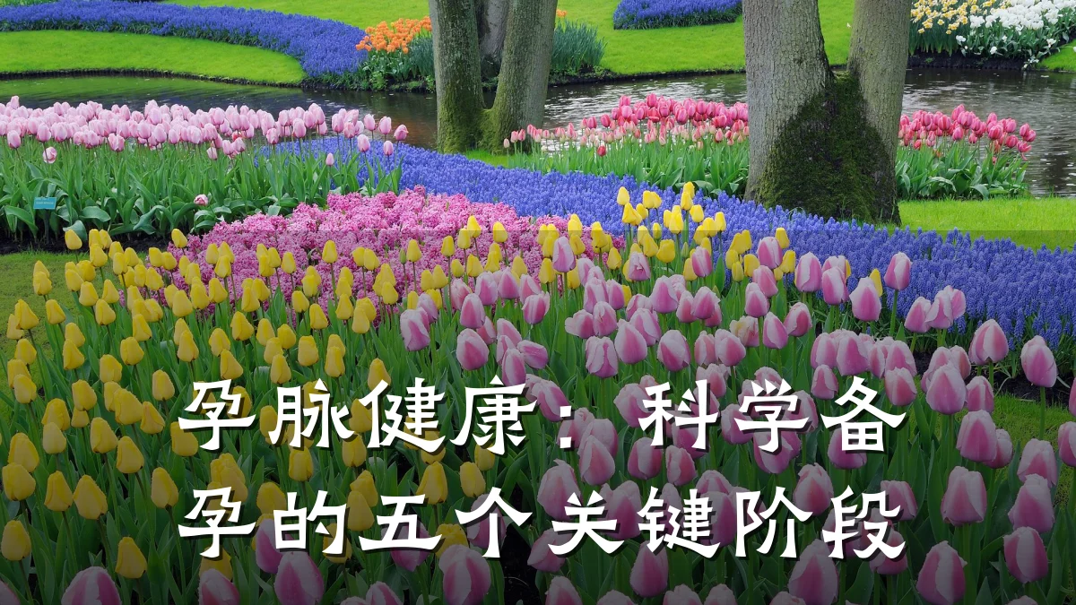 孕脉健康:科学备孕的五个关键阶段