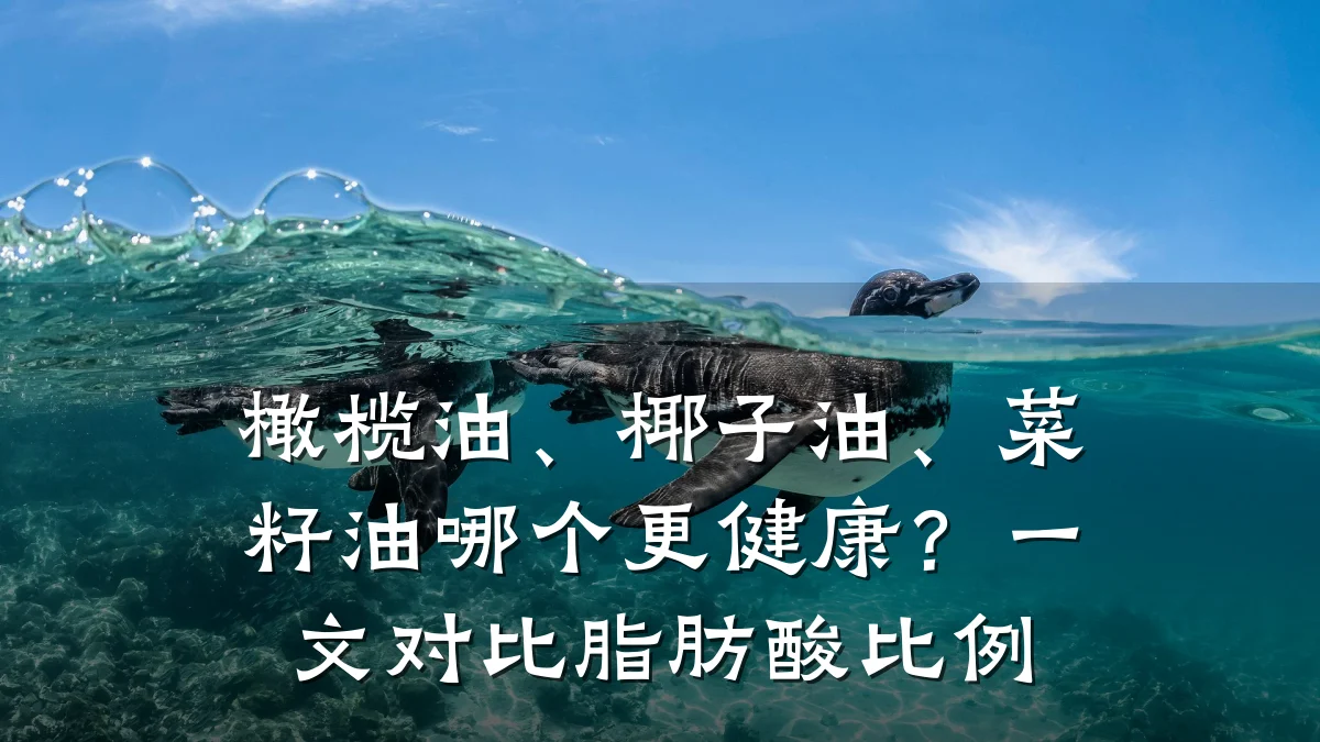 橄榄油、椰子油、菜籽油哪个更健康?一文对比脂肪酸比例