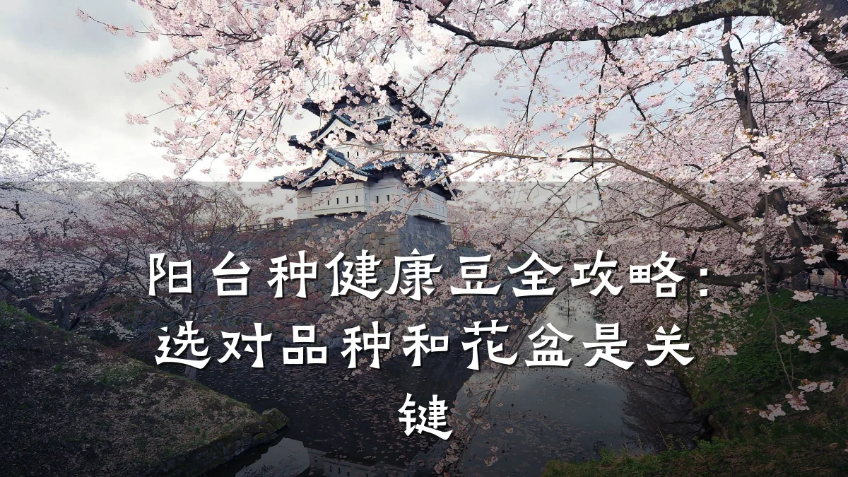 阳台种健康豆全攻略:选对品种和花盆是关键