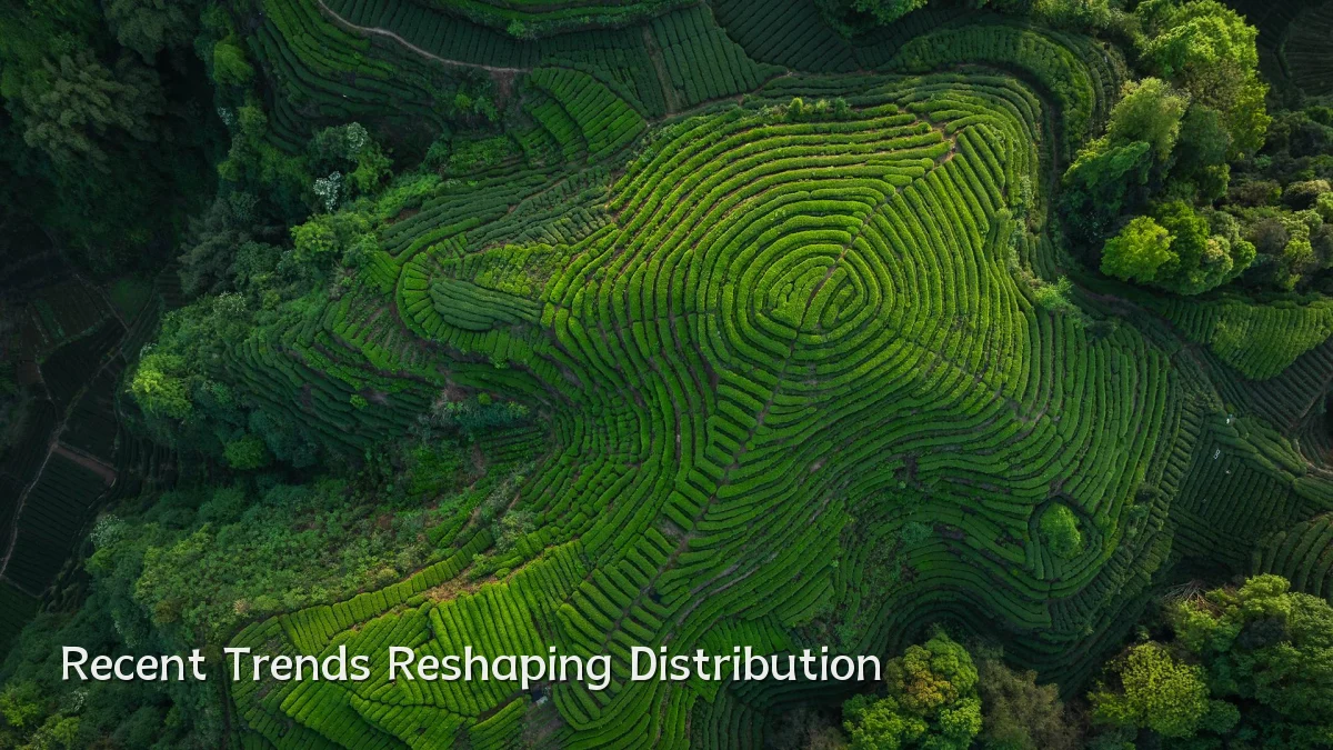 Recent Trends Reshaping Distribution