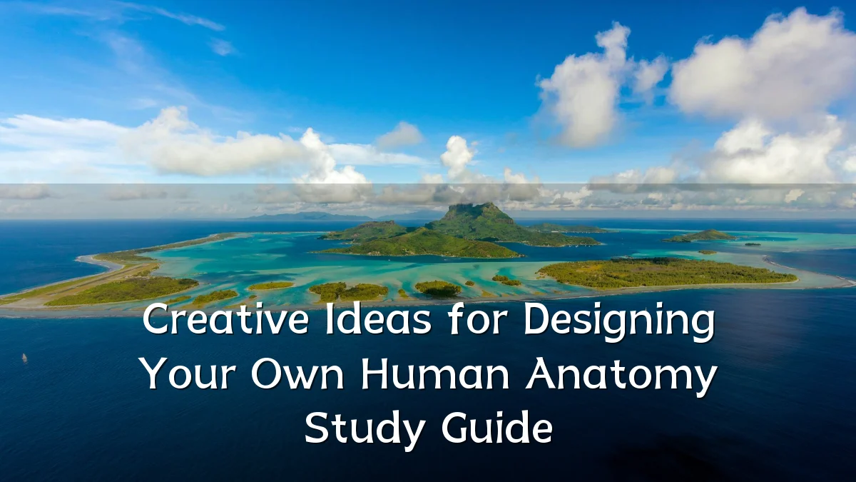Creative Ideas for Designing Your Own Human Anatomy Study Guide