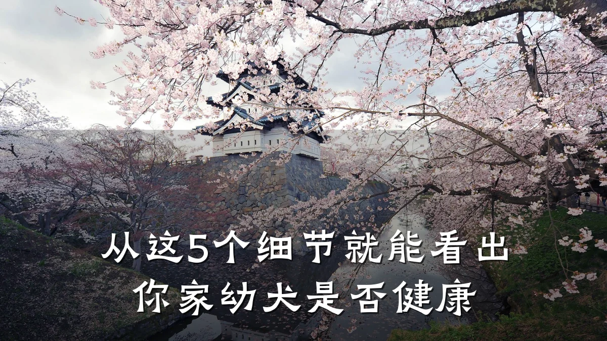 从这5个细节就能看出你家幼犬是否健康