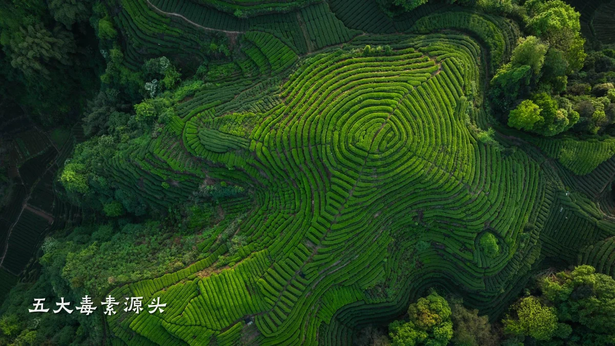 五大毒素源头
