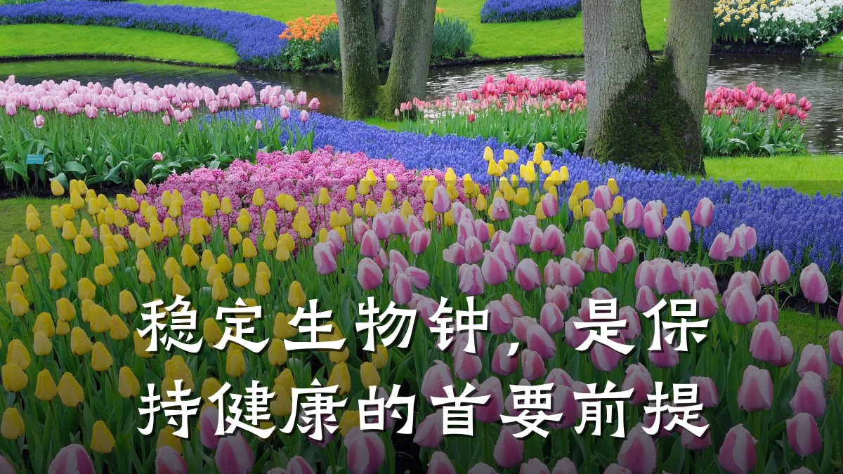 稳定生物钟,是保持健康的首要前提