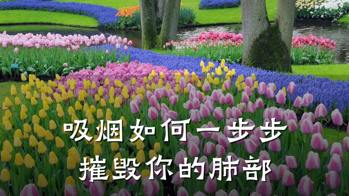 吸烟如何一步步摧毁你的肺部