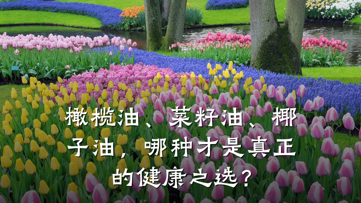 橄榄油、菜籽油、椰子油,哪种才是真正的健康之选?