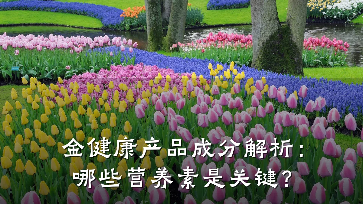金健康产品成分解析:哪些营养素是关键?