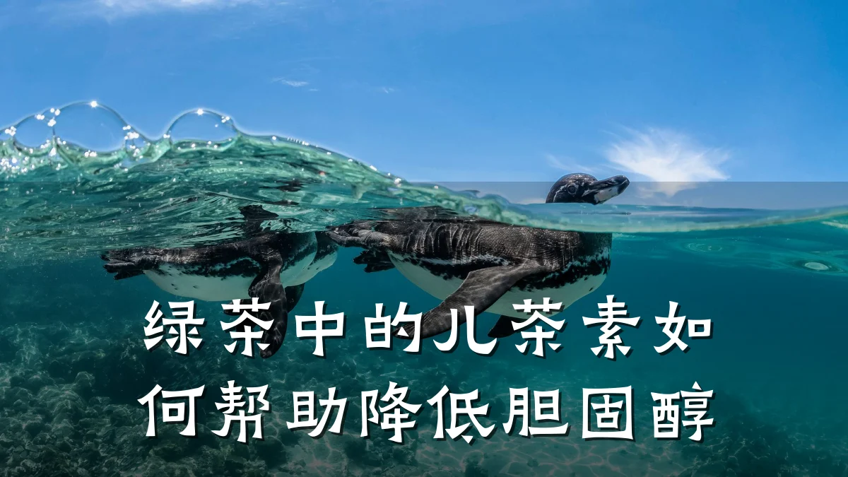 绿茶中的儿茶素如何帮助降低胆固醇