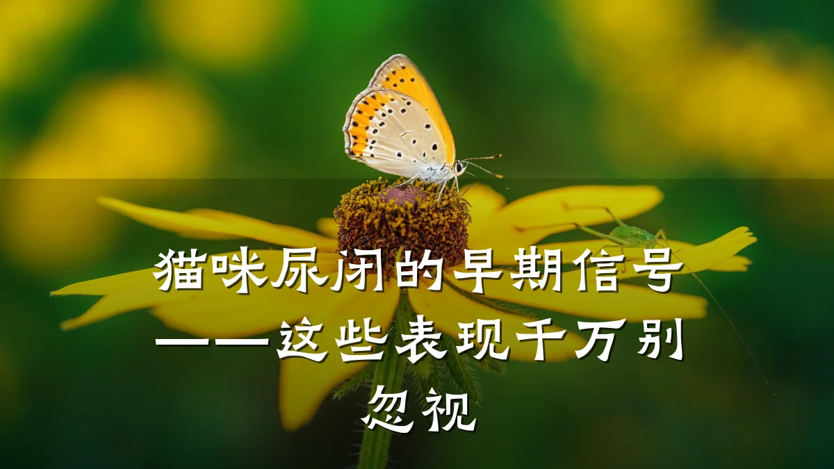 猫咪尿闭的早期信号——这些表现千万别忽视