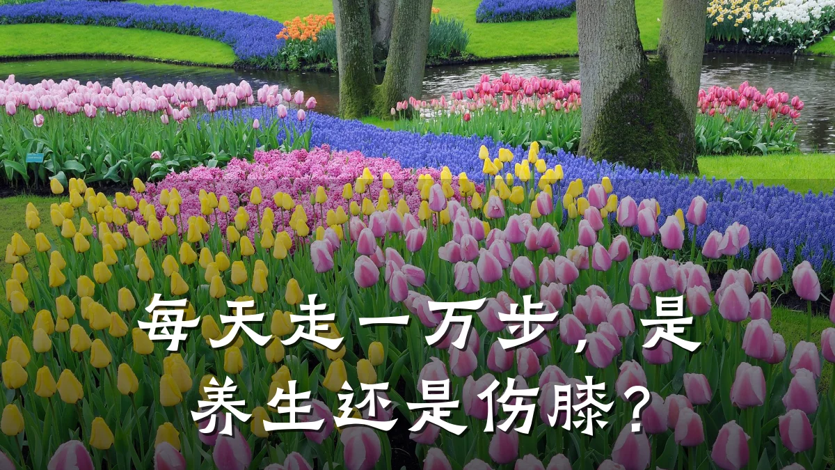 每天走一万步,是养生还是伤膝?