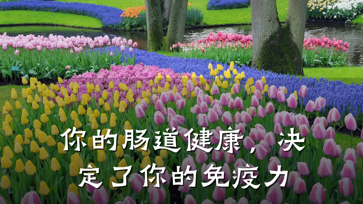 你的肠道健康,决定了你的免疫力