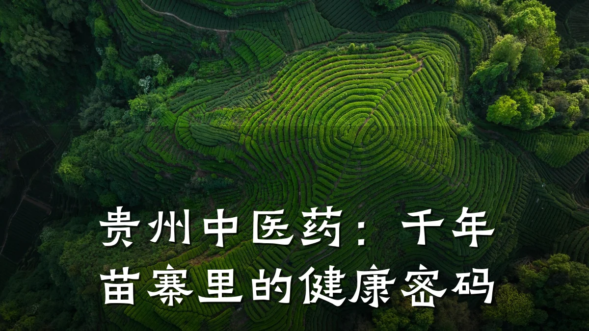 贵州中医药:千年苗寨里的健康密码