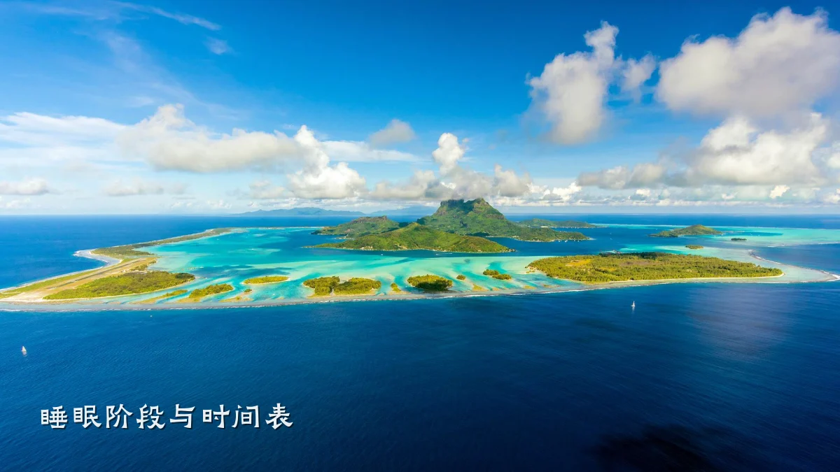 睡眠阶段与时间表