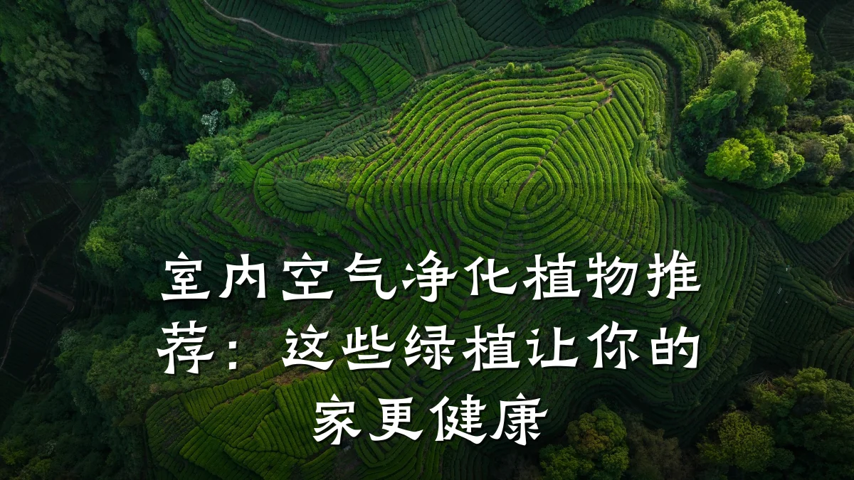 室内空气净化植物推荐:这些绿植让你的家更健康